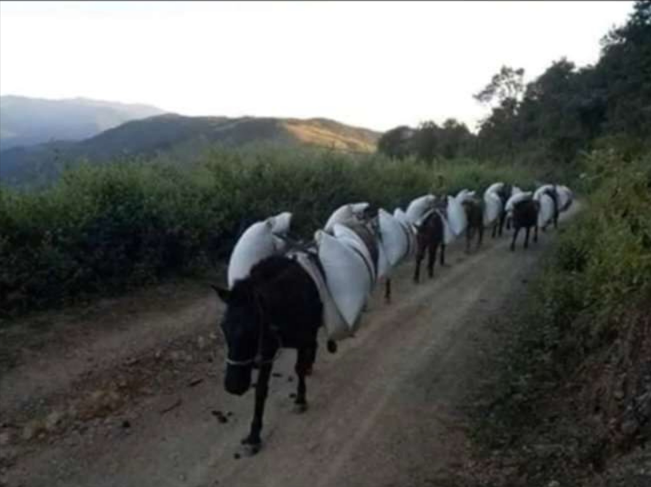 Pack animals carrying sacks through highland terrain